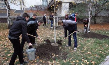 2019.10.28 посадка берез за 7-м корпусом