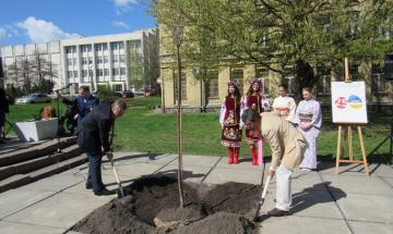 2017.04.12 висаджено алею сакур в КПІ ім. Ігоря Сікорського