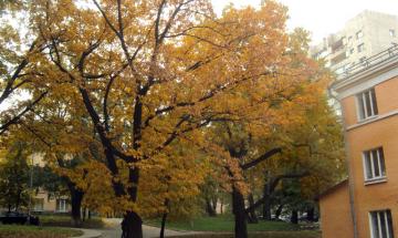 Кампус КПІ, Дуб болотяний – Quercus palustris