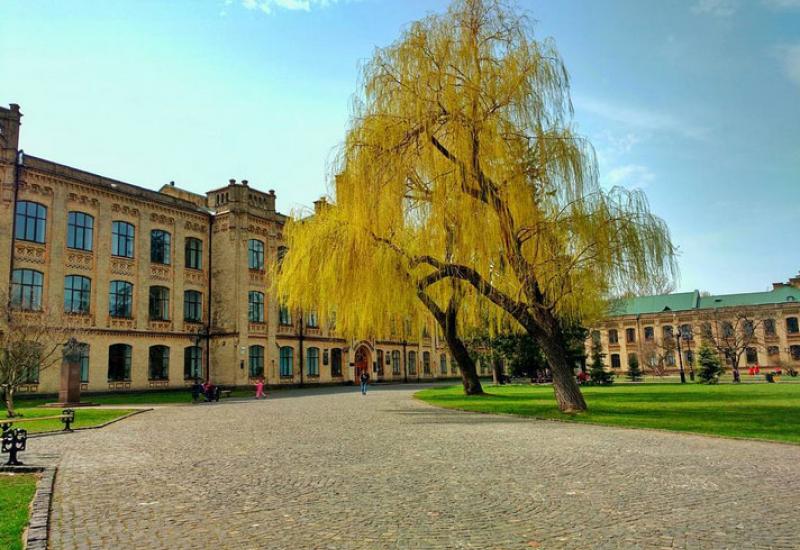 Кампус КПІ. Головний корпус, Верба / Автор фотографії - Сергій Карапота