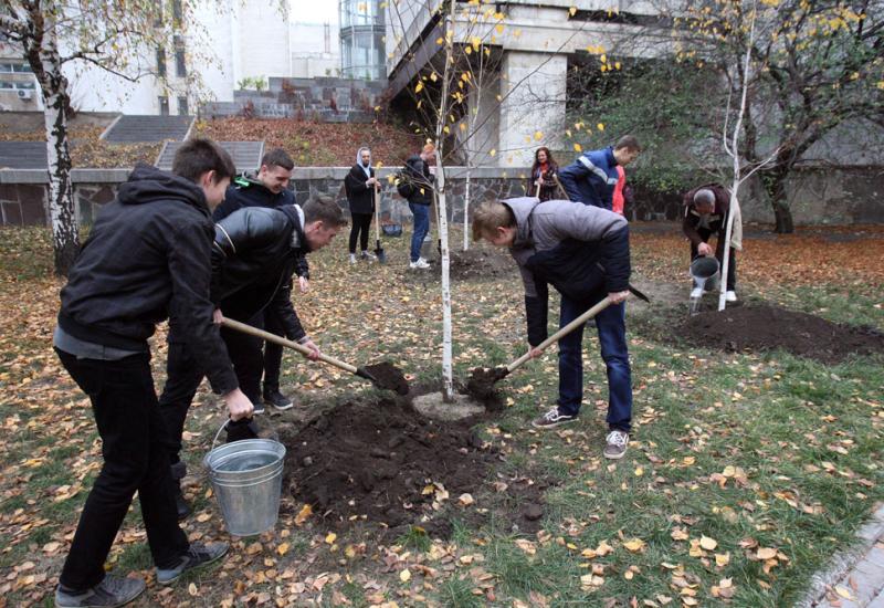 2019.10.28 посадка берез за 7-м корпусом