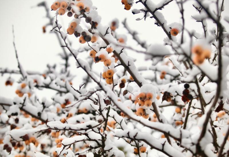 The Oldest Apple Tree in Kyiv Grows on the Territory of Igor Sikorsky Kyiv Polytechnic Institute