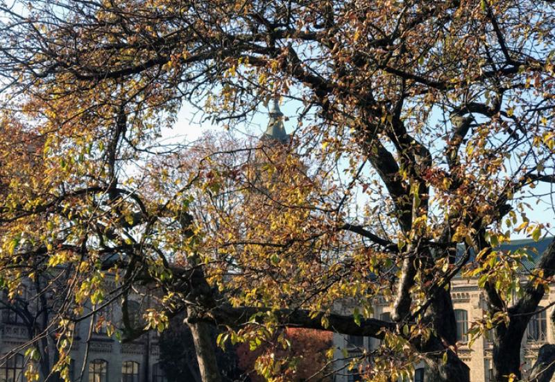 Paradise apple trees at Igor Sikorsky Kyiv Polytechnic Institute