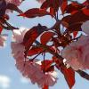 KPI, sakura blossoms in the aviation park