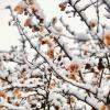 The Oldest Apple Tree in Kyiv Grows on the Territory of Igor Sikorsky Kyiv Polytechnic Institute